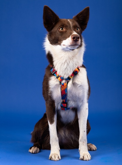 CHABA Szelki Guard Story III L 2,5cm Aussie - obrazek 5