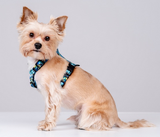 CHABA Szelki Guard Story III XL 3,0cm Carnival - obrazek 4