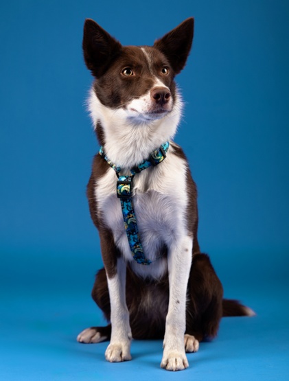 CHABA Szelki Guard Story III XL 3,0cm Carnival - obrazek 5