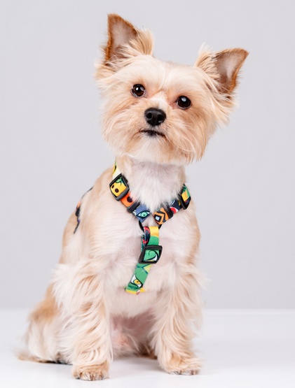 CHABA Szelki Guard Story III L 2,5cm Jumbo - obrazek 4