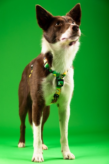 CHABA Szelki Guard Story III L 2,5cm Jumbo - obrazek 5