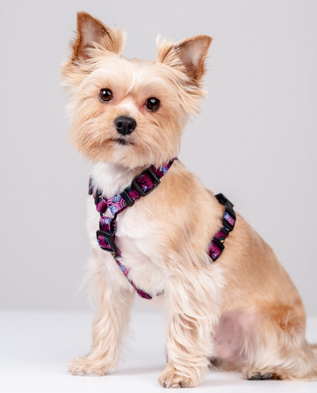 CHABA Szelki Guard Story III XL 3,0cm Lakota - obrazek 4