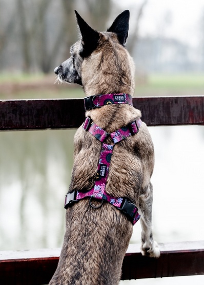 CHABA Szelki Guard Story III XL 3,0cm Lakota - obrazek 5