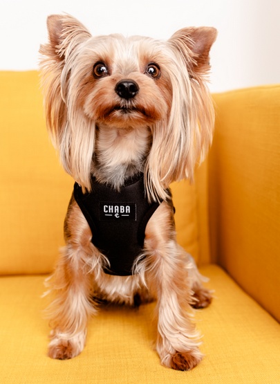 CHABA Szelki Guard Comfort Classic L czarne - obrazek 8