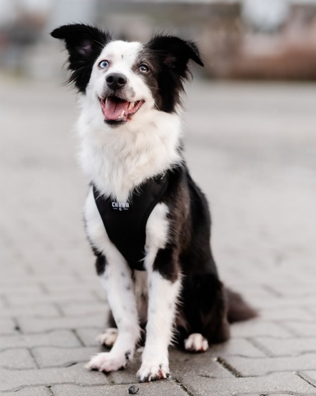 CHABA Szelki Guard Comfort Classic L czarne - obrazek 9