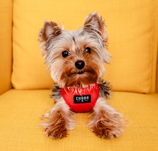 CHABA Szelki Guard Comfort Classic M czerwone - obrazek 9