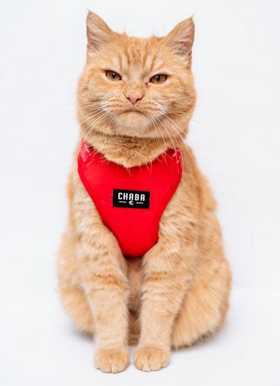 CHABA Szelki Guard Comfort Classic XL czerwone - obrazek 7