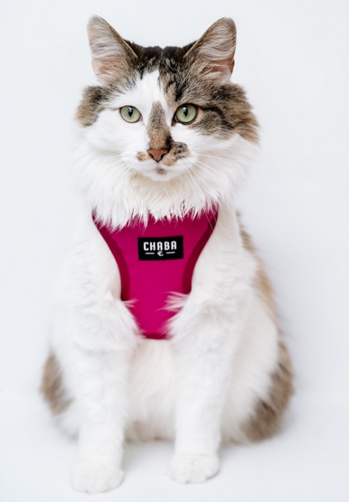 CHABA Szelki Guard Comfort Classic M fuksja - obrazek 7