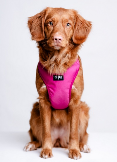 CHABA Szelki Guard Comfort Classic M fuksja - obrazek 8