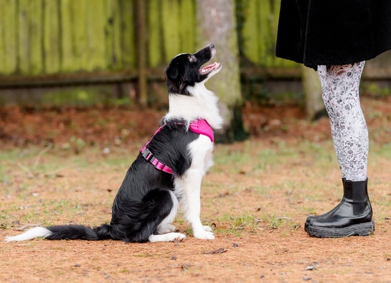 CHABA Szelki Guard Comfort Classic L fuksja - obrazek 9