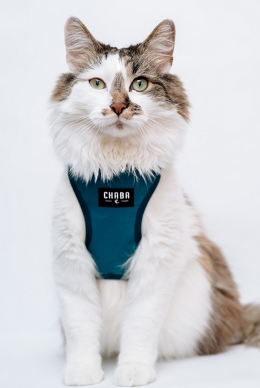 CHABA Szelki Guard Comfort Classic M morskie - obrazek 7