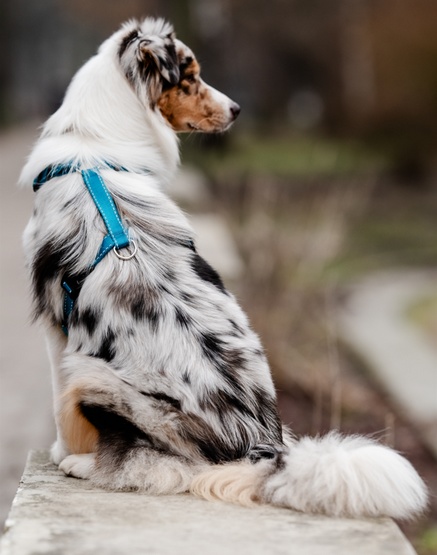 CHABA Szelki Guard Comfort Classic M morskie - obrazek 9