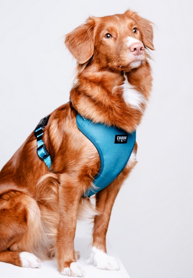 CHABA Szelki Guard Comfort Classic XL morskie - obrazek 8