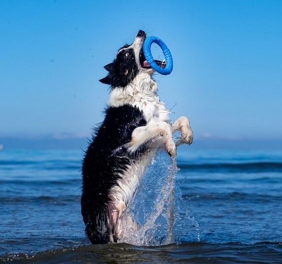 Kiwi Walker Let's Play Ring Mini niebieski - obrazek 3