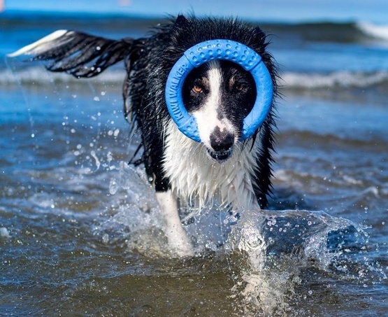 Kiwi Walker Let's Play Ring Mini niebieski - obrazek 4