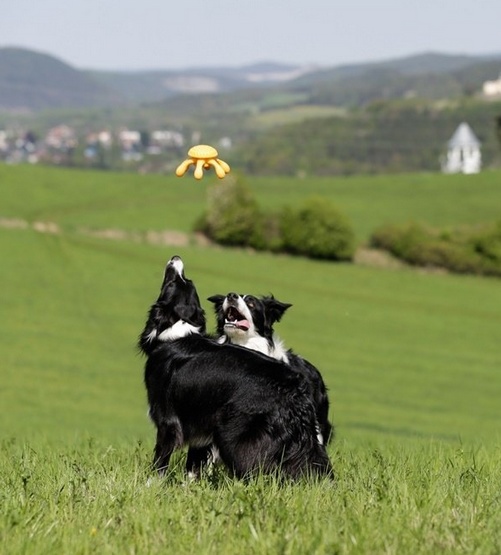 Kiwi Walker Let's Play Octopus Mini ośmiornica pomarańczowa - obrazek 3