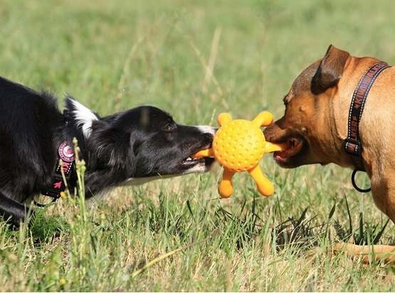 Kiwi Walker Let's Play Octopus Mini ośmiornica pomarańczowa - obrazek 4