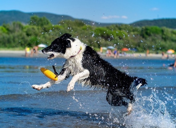 Kiwi Walker Let's Play Zeppelin Maxi aport pomarańczowy - obrazek 4