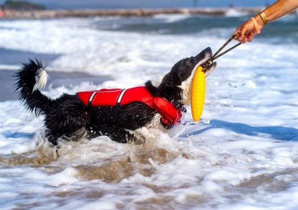 Kiwi Walker Let's Play Zeppelin Maxi aport pomarańczowy - obrazek 5