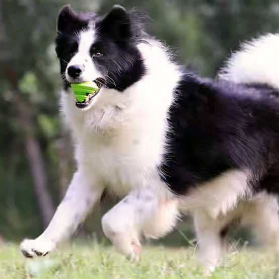 PetDreamHouse Zabawka gumowa Geo-Gem Rolly zielona - obrazek 6