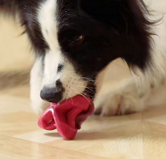 PetDreamHouse Zabawka gumowa Geo-Astro Rolly czerwona - obrazek 5