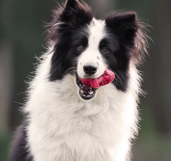 PetDreamHouse Zabawka gumowa Geo-Astro Rolly czerwona - obrazek 6