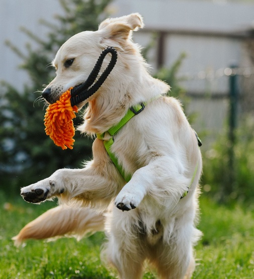 Dingo Zabawka dla psa - Szarpak Mop z rączką bungee pomarańczowy - obrazek 3