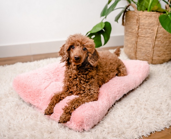 MIMIKO Pets Legowisko Shaggy prostokątne L 65x45cm różowe - obrazek 2