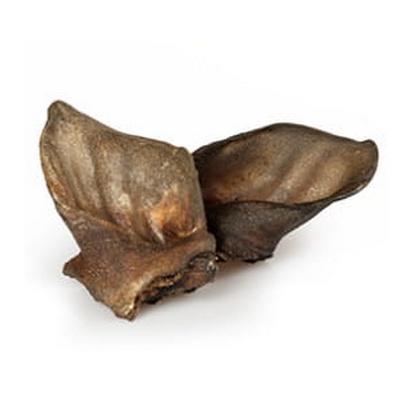 Balto Ucho dzika 1szt - obrazek 2