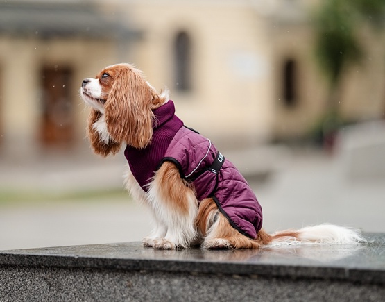 Chaba Kubrak Regulowany Chic 3XL burgundy - obrazek 7