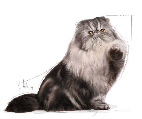 Royal Canin Persian Adult karma mokra w pasztecie dla kotów dorosłych rasy perskiej saszetka 85g - obrazek 3