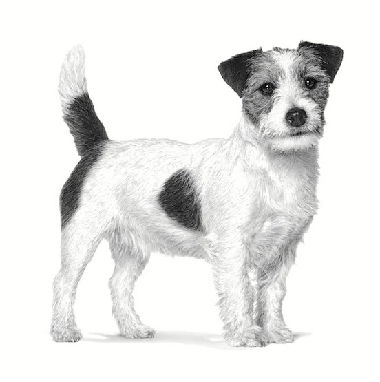 Royal Canin Veterinary Diet Canine Anallergenic Small 1,5kg - obrazek 5