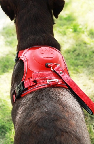 Zolux Szelki ze smyczą automatyczną Easyride XS czerwone - obrazek 9