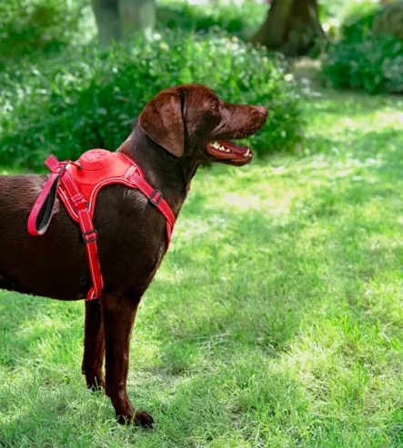 Zolux Szelki ze smyczą automatyczną Easyride M czerwone - obrazek 8