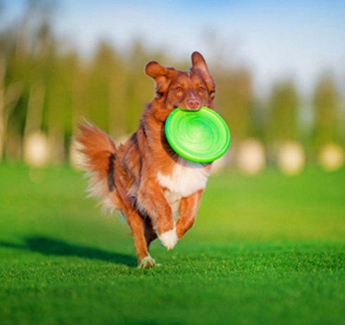 Collar Flyber Latający spodek 22cm jasnozielony - obrazek 5