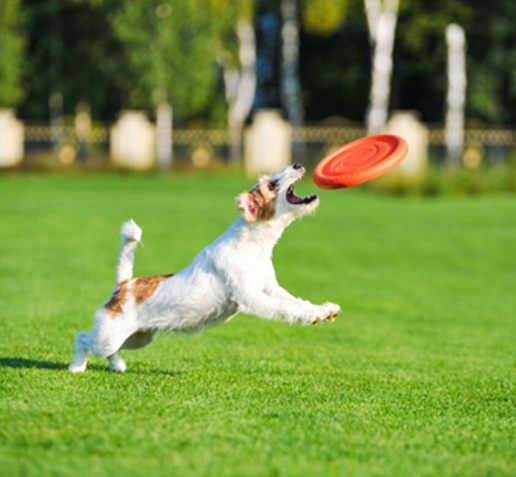 Collar PitchDog24 Latający dysk 24cm pomarańczowy - obrazek 4