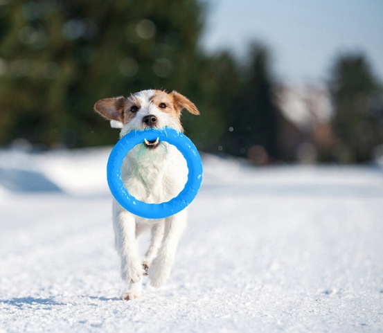 Collar PitchDog20 Pierścień do aportowania 20cm niebieski - obrazek 3
