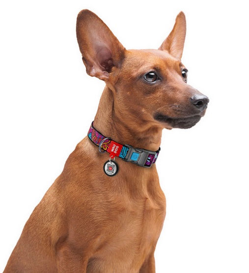 Collar WauDog Nylon Obroża nylonowa z QR-paszportem, plastikowy fastex, wzór LATO, 25mm/37-58cm - obrazek 4
