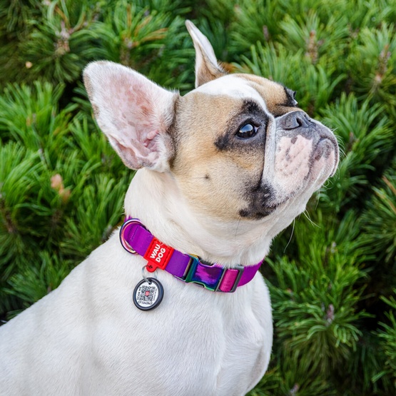 Collar WauDog Recycled Obroża nylonowa z QR-paszportem, gradient XL 25mm x 37-58cm fioletowy - obrazek 3