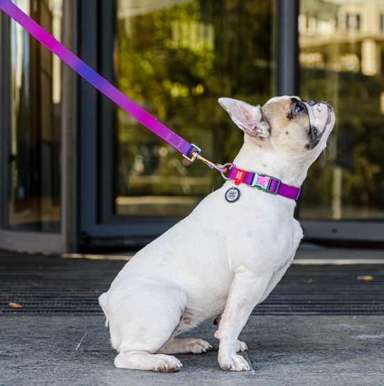 Collar WauDog Recycled Obroża nylonowa z QR-paszportem, gradient XL 25mm x 37-58cm fioletowy - obrazek 4