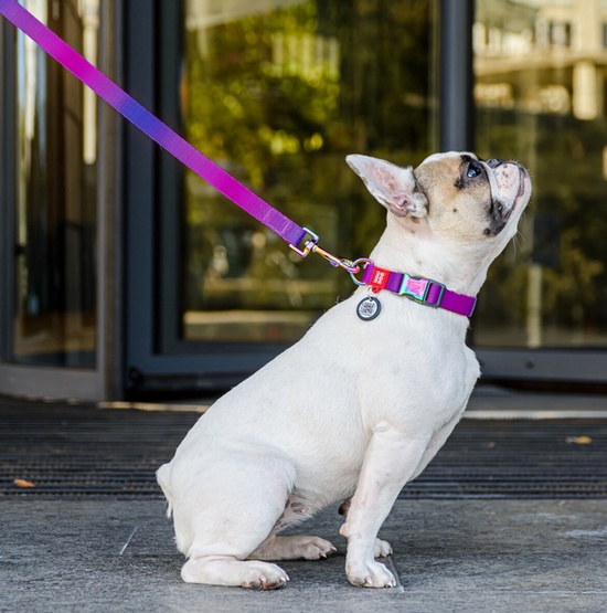 Collar WauDog Recycled Smycz nylonowa, gradient S 15mm/122cm fioletowy - obrazek 3