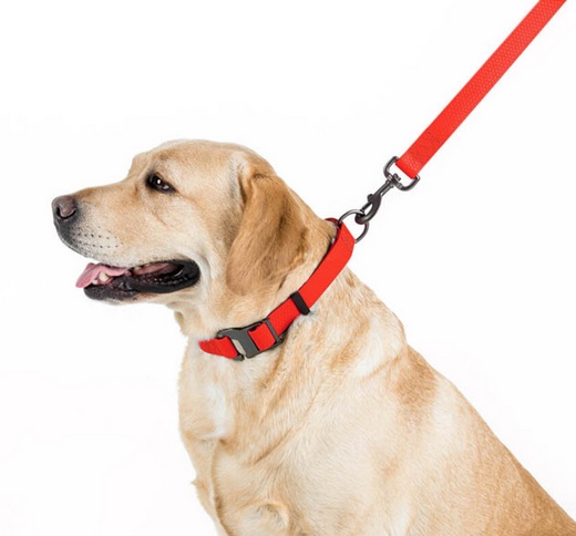 Collar Waterproof Smycz wodoodporna M 20mm/183cm czerwona - obrazek 3