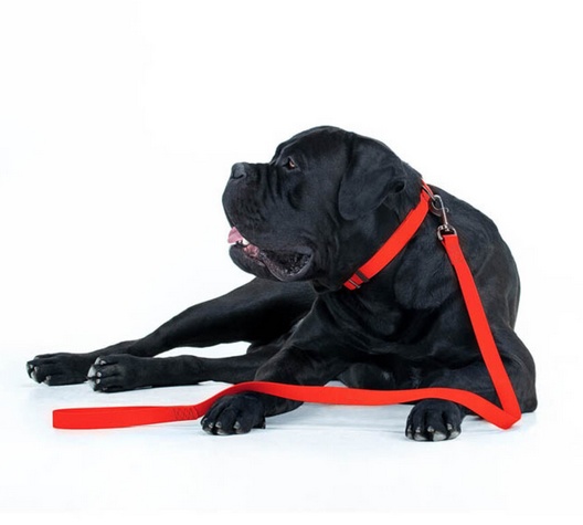 Collar Waterproof Smycz wodoodporna M 20mm/183cm czerwona - obrazek 4