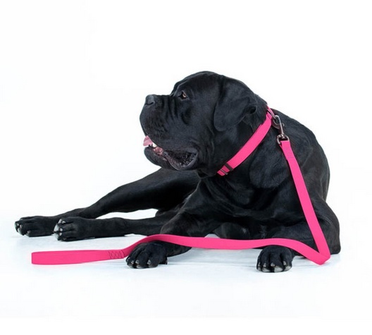 Collar Waterproof Smycz wodoodporna S 15mm/183cm różowa - obrazek 4