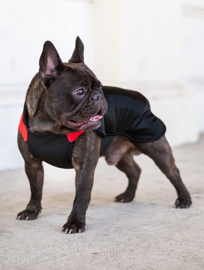 Chaba Ubranko regulowane Wear Magnifique 2XL czerwone - obrazek 4