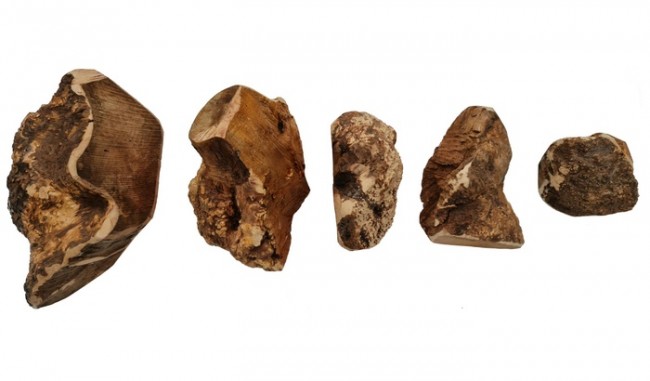 4DOGS Gryzak z korzenia drzewa wrzosowego XL - obrazek 3