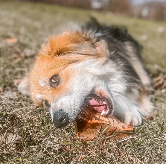 4DOGS Gryzak z korzenia drzewa wrzosowego XL - obrazek 7