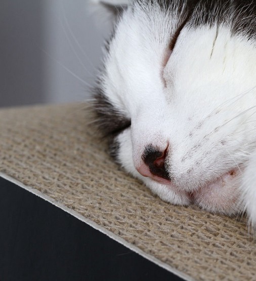 MyKotty Drapak Lui czarny - obrazek 4