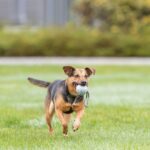 Trixie Piłka gumowa na sznurku 6/30cm [3454] - obrazek 2