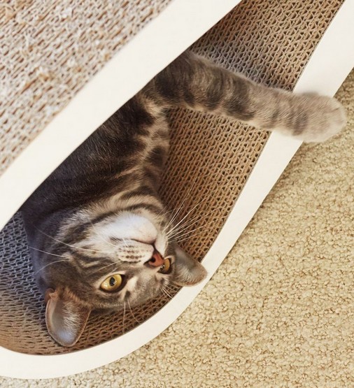 MyKotty Drapak Lui biały - obrazek 6